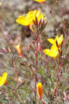 Narrowleaf evening-primrose